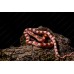 Serpiente del maizal - Guttata Albina het amel - Pantherophis guttatus